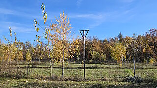 Das Bild zeigt Bäume auf einer landwirtschaftlichen Fläche - dies ist ein Beispiel für Agroforst.