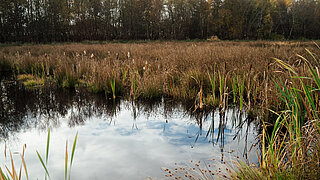 Blick auf ein Hochmoor mit Wasserfläche im Vordergrund und dichter Vegetation aus Schilf und Gras, im Hintergrund Bäume unter bewölktem Himmel