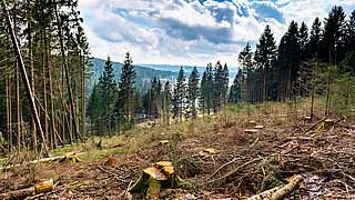 Waldlichtung mit zahlreichen Baumstümpfen und umgestürzten Baumstämmen