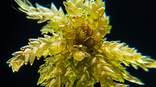 Nahaufnahme einer gelb-grünen Pflanze mit schuppenartigen Blättern, die sternförmig angeordnet sind