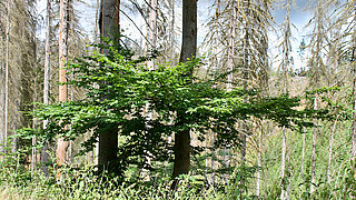 Junge grüne Laubbäume in einem Wald mit hohen, teilweise abgestorbenen Nadelbäumen