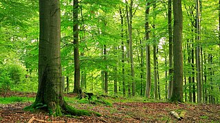 Naturnaher Wald