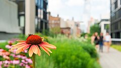eine kleine Grünfläche mit Gras und Blumen, im Hintergrund Hochhäuser