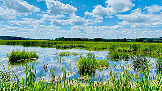 Feuchtwiese mit Wasserflächen, umgeben von grünem Gras und unter blauem Himmel mit weißen Wolken