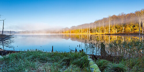 Müritz See und Wald