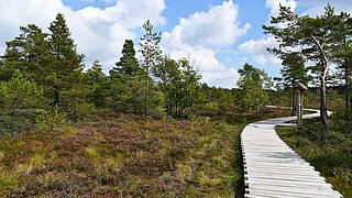 Wanderweg durch Moorlandschaft