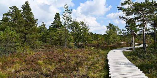 Wanderweg durch Moorlandschaft