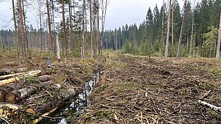 Blick auf eine Moorlandschaft mit Graben und Bäumen. Ein Teil der Bäume wurde gefällt, die Stämme liegen neben dem Graben. 