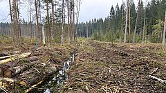 Blick auf eine Moorlandschaft mit Graben und Bäumen. Ein Teil der Bäume wurde gefällt, die Stämme liegen neben dem Graben. 