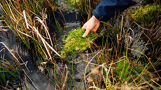 Hand hält ein Stück grünes Moos über Wasser und umgeben von Schilf und anderen Wasserpflanzen