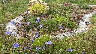 Naturnah gestaltetes Firmengelände mit blühenden Wildpflanzen und geschwungenem gepflastertem Weg.