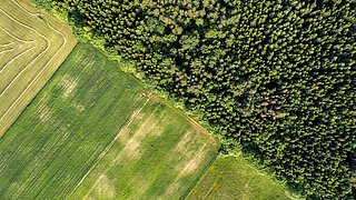 Felder grenzen an einen Wald