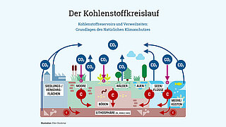 Infografik zum Kohlenstoffkreislauf