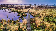 Moorlandschaft