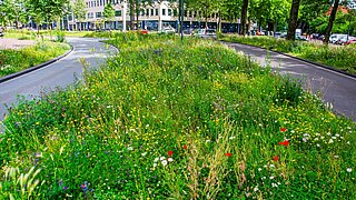 Wiesenstreifen mit Wildblumen zwischen zwei Straßen