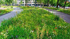 Wiesenstreifen mit Wildblumen zwischen zwei Straßen