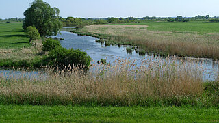 Fluss mit Schilf und Büschen in einer weiten, grünen Wiesenlandschaft unter klarem Himmel.