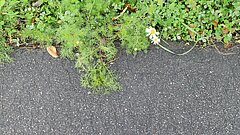 Pflanzen am Straßenrand
