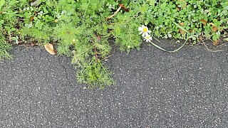Pflanzen am Straßenrand