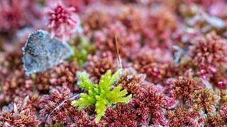 Großaufnahme von Torfmoosen mit einigen Frostzeichen