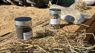 Zwei kleine Gläser mit Etiketten 'Palud Pflanzenteile' und 'Palud Pellets' stehen auf einem Haufen Stroh oder getrocknetem Gras im Freien