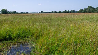 Grasbewachsene Feuchtwiese mit Pfütze im Vordergrund und Baumreihe am Horizont