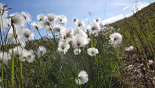 Wollgras auf einer Wiese