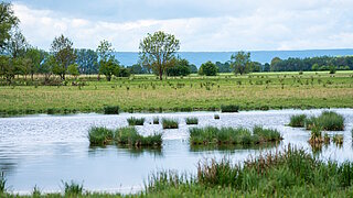 Blick auf das Alperstedter Ried in Thüringen, das größte Kalkflachmoor im Thüringer Becken