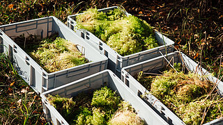 Vier graue Kunststoffkisten mit Moosproben stehen auf dem Boden in einer Moorlandschaft