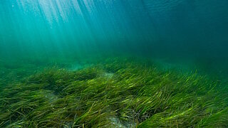 eine Seegraswiese im Meer