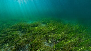 eine Seegraswiese im Meer