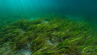 eine Seegraswiese im Meer