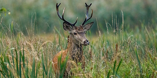 Hirsch in der Wildnis