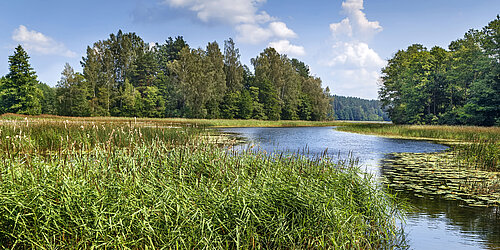 Mitteleuropäische Wald- und Moorlandschaft