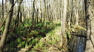 Wald mit schlanken Bäumen und einem kleinen Wasserlauf mit Holzsteg