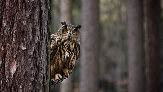 Europäischer Uhu sitzt an einem Baumstamm