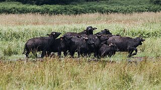 Mehrere Wasserbüffel stehen auf einer Wiese, im Hintergrund ein Wald