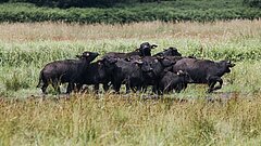 Mehrere Wasserbüffel stehen auf einer Wiese, im Hintergrund ein Wald