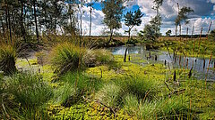 Nasse Moorlandschaft