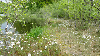 Uferbereich eines Teichs mit grünen Bäumen und weißen Blüten auf dem Gras