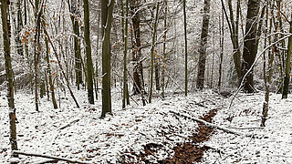 Wald mit dünnen Bäumen und Boden mit Schneeschicht sowie einem schmalen, vertieften Graben