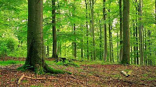 Naturnaher Wald