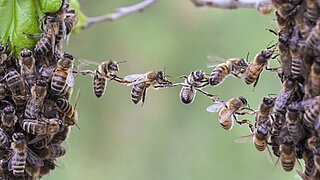 Bienen