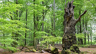 Naturnaher Wald