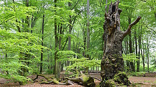 Naturnaher Wald