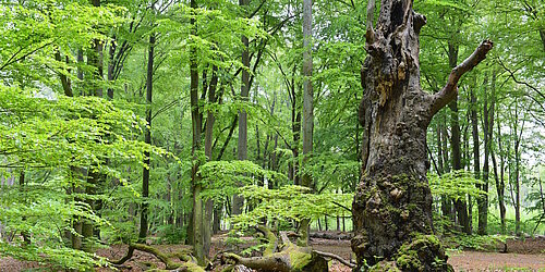 Bäume im Wald