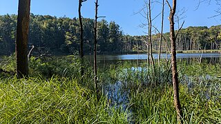 Landschaft mit Wäldern und Wasser