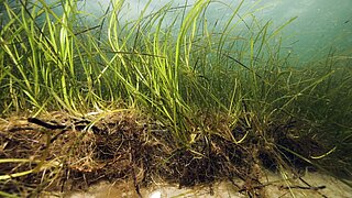 Unterwasseraufnahme von Seegras mit Wurzeln im sandigen Meeresboden