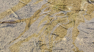 Jungfische in flachem Wasser