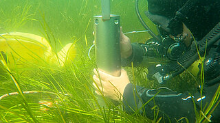 Taucher in schwarzem Neoprenanzug hält unter Wasser ein silbernes zylindrisches Gerät inmitten von Wasserpflanzen